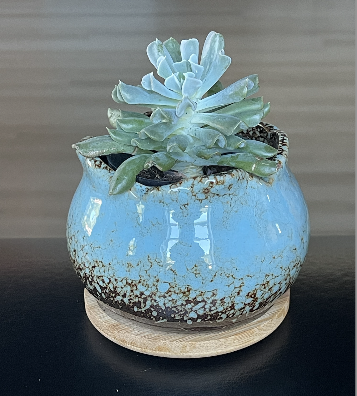 succulent topsy turvy.png