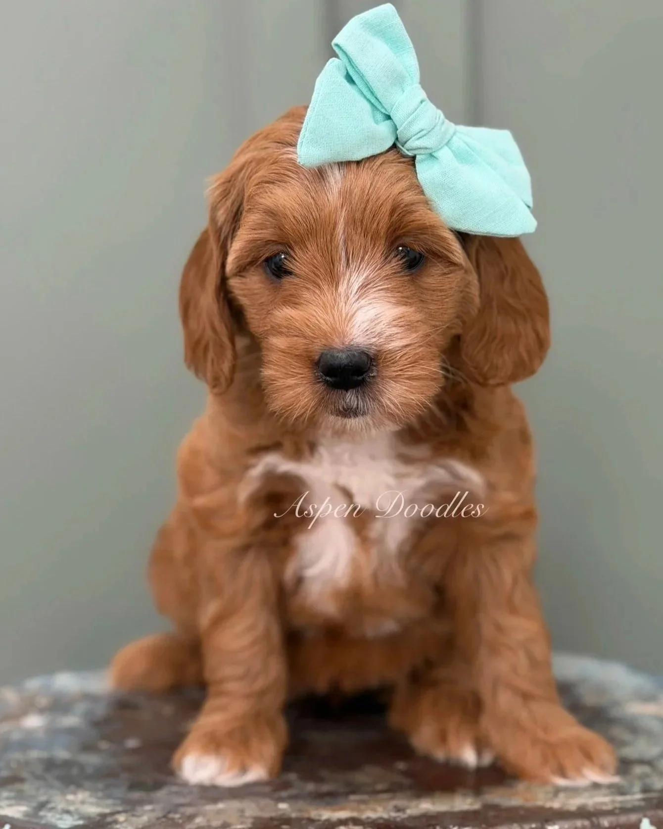 DOLLY (female)