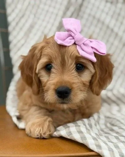 BO PEEP (female)