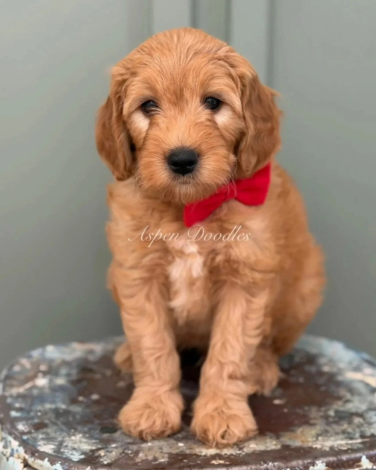 WOODY (male)