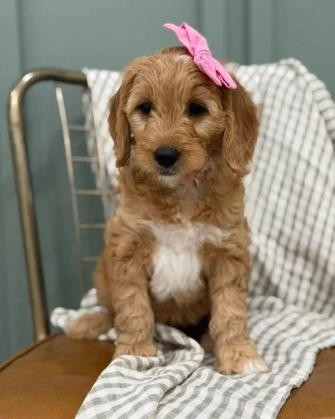 BARBIE (female)