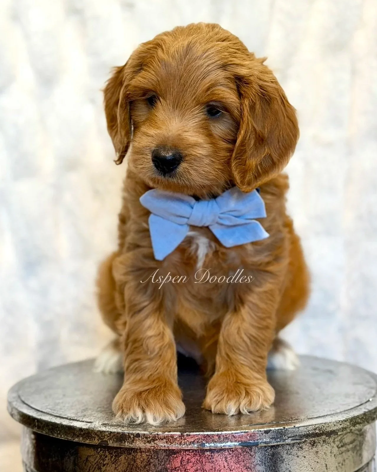 CHILI (male)