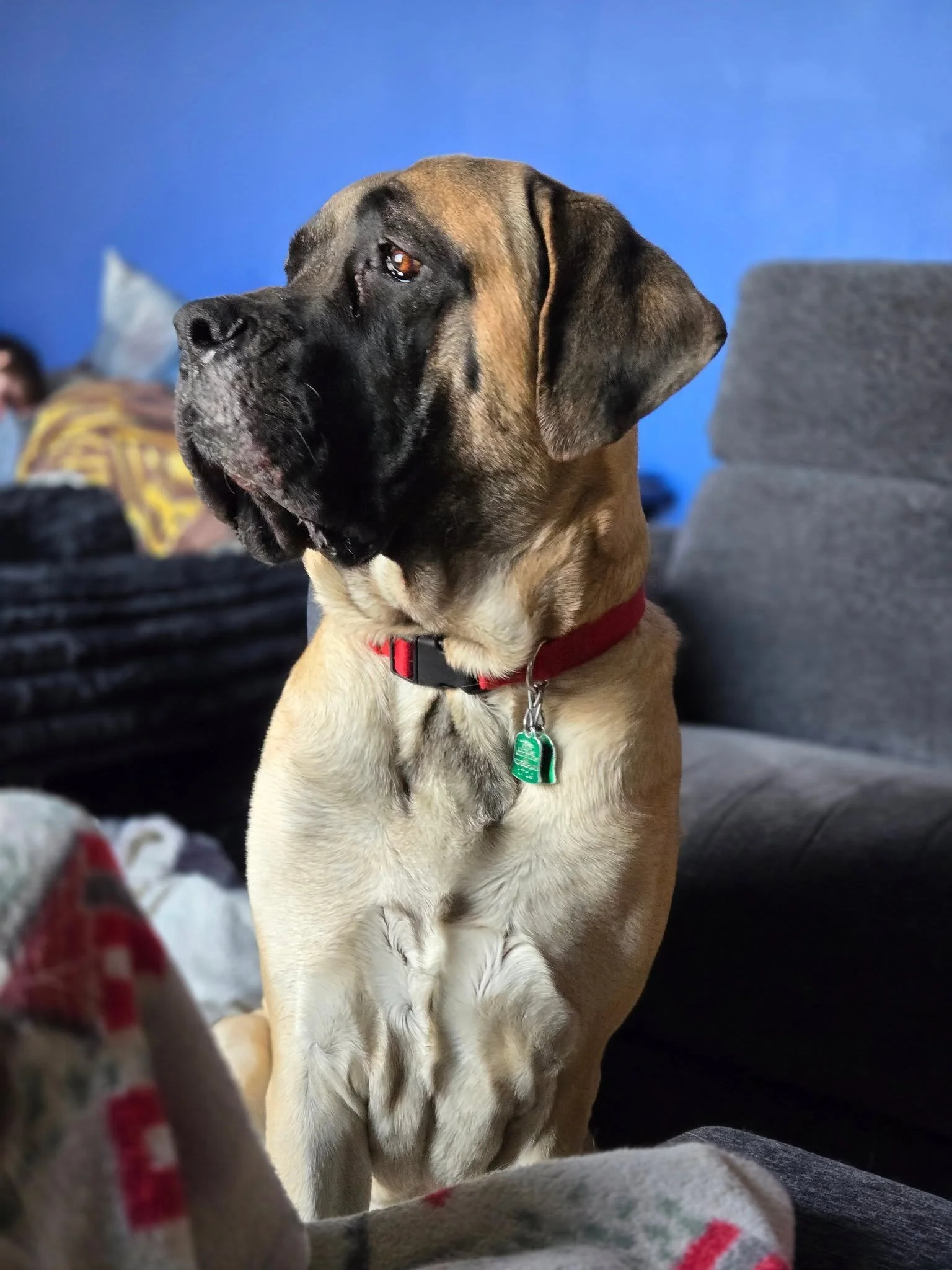 English Mastiff side-face view