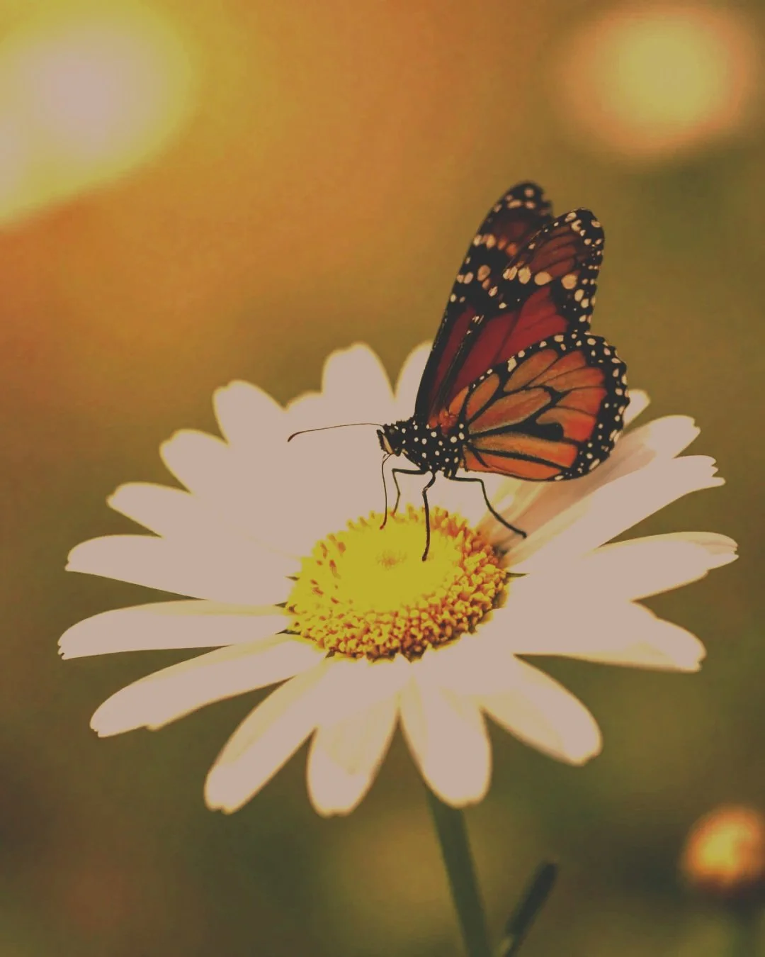 A monarch butterfly perched on a white daisy flower with a yellow center.