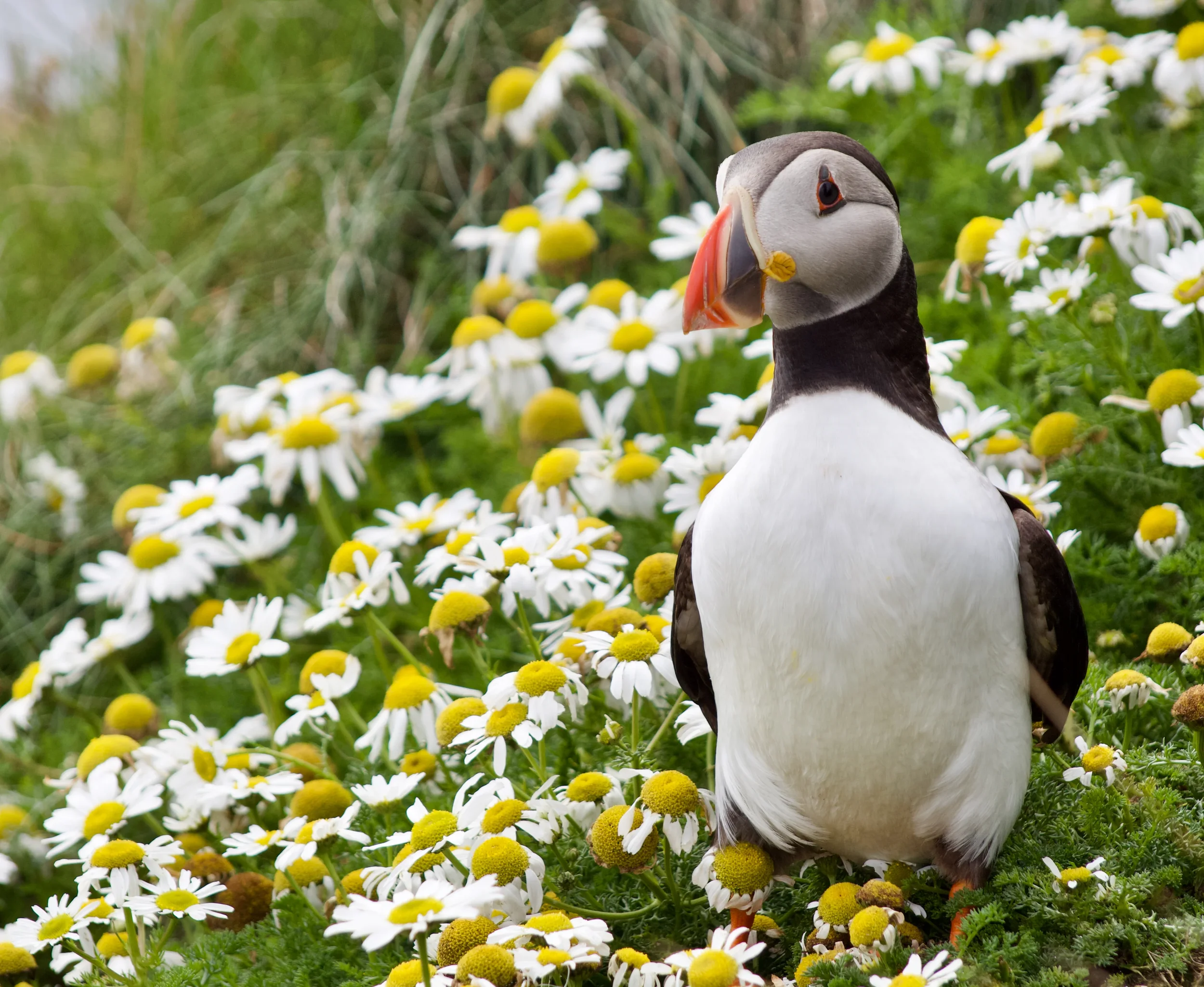 orkney-atlantic-puffin-daisies.webp