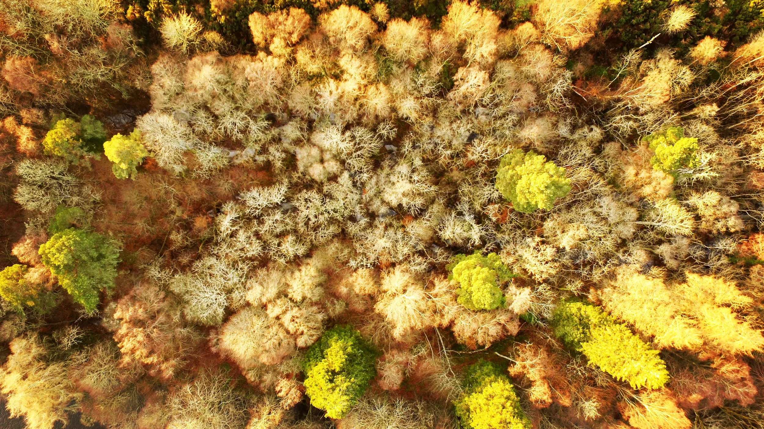 highlands-aerial-autumn-forest-canopy.webp