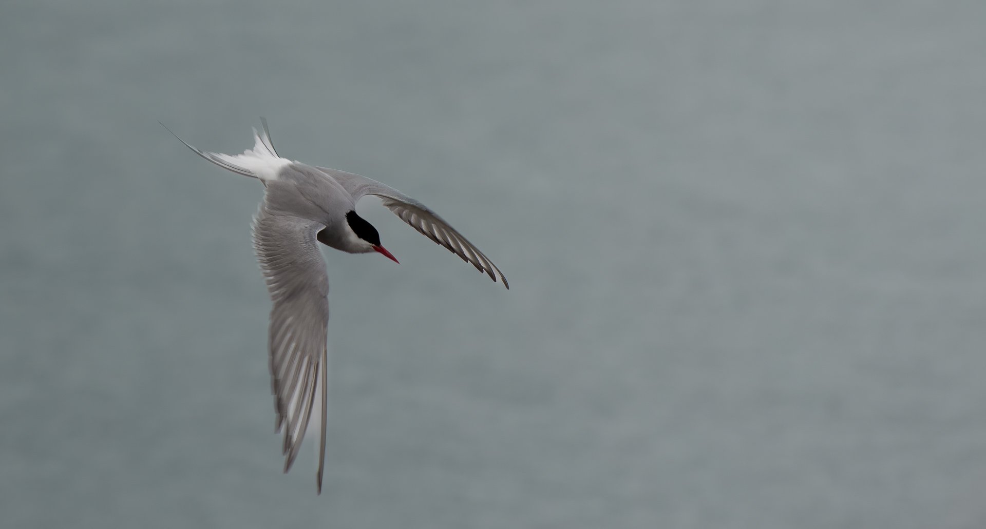 Tern.jpg