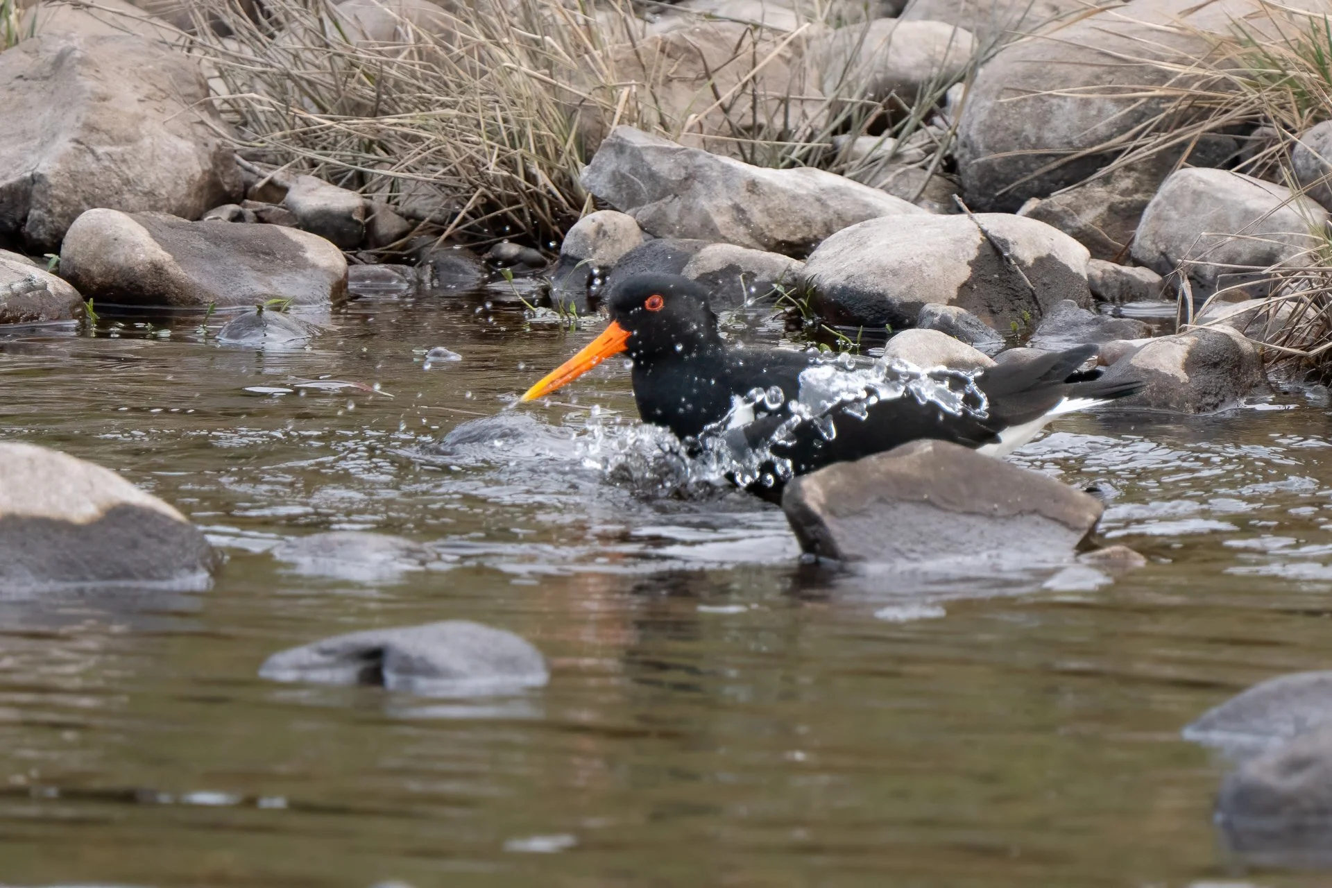 Oyster Catcher.jpg