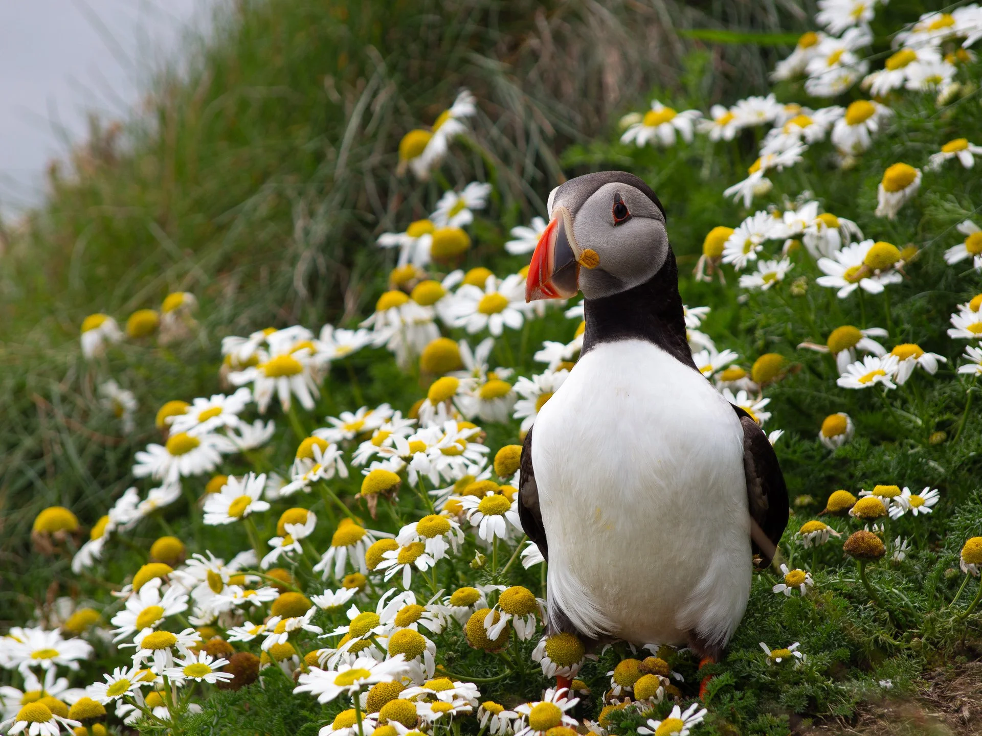 Puffin.jpg