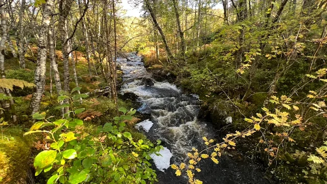 glen-affric-forest-stream-autumn.webp