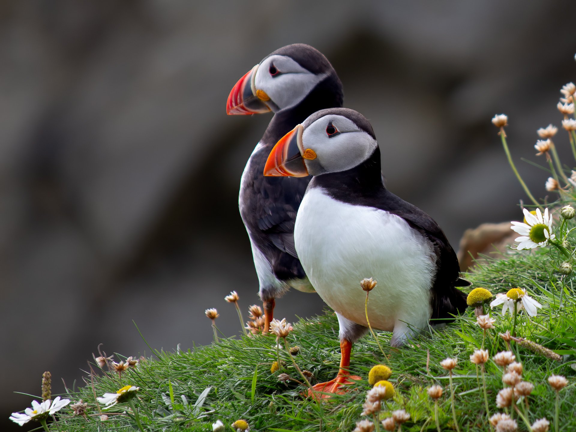 Two Puffin.jpg