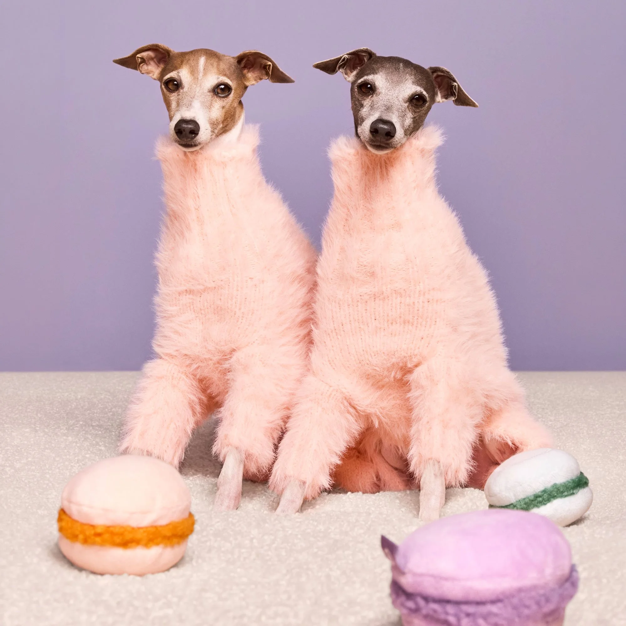Two small dogs with fuzzy pink bodies sitting on a white surface against a purple background, with colorful macarons in front.