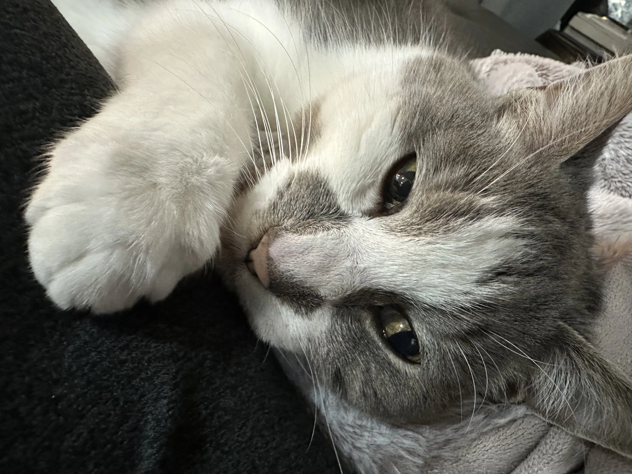Close-up photo of a gray and white cat lying down, eyes partially open, on a dark surface.