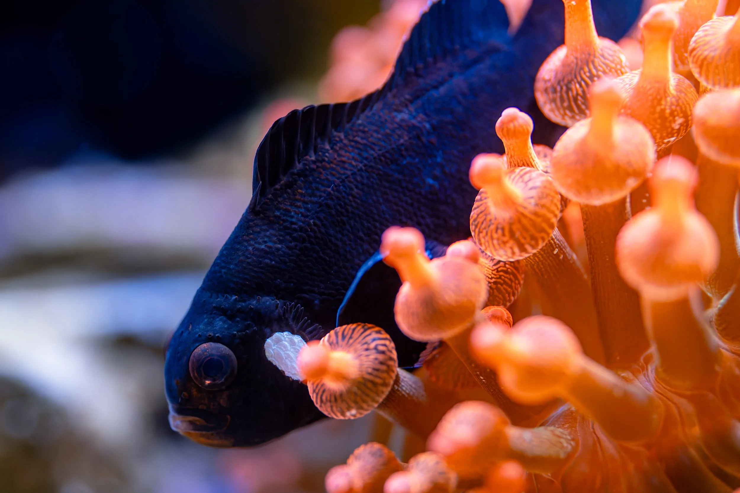 Freckle in Anemone_2025.jpg