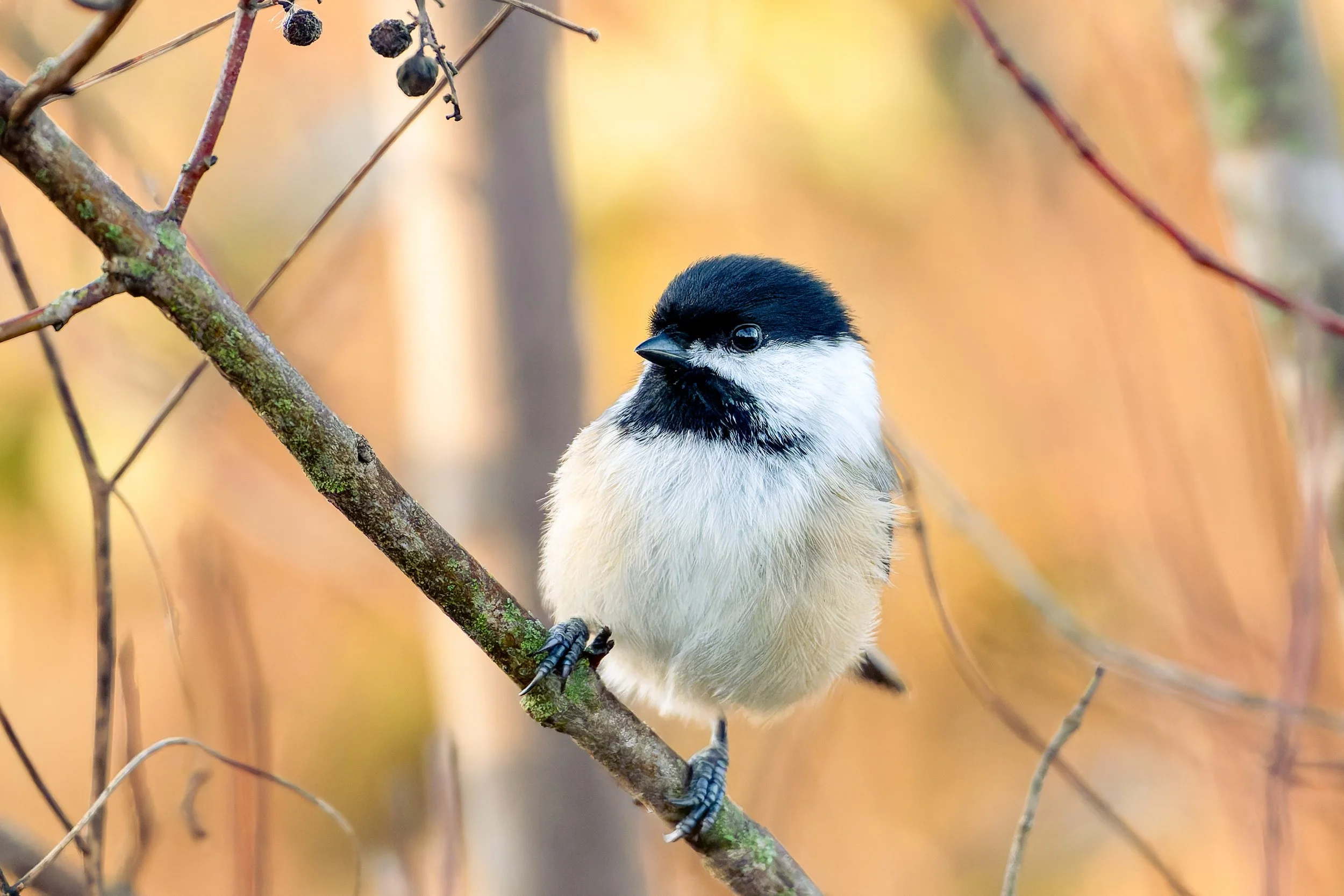 Blackcap Titmouse_2025.jpg