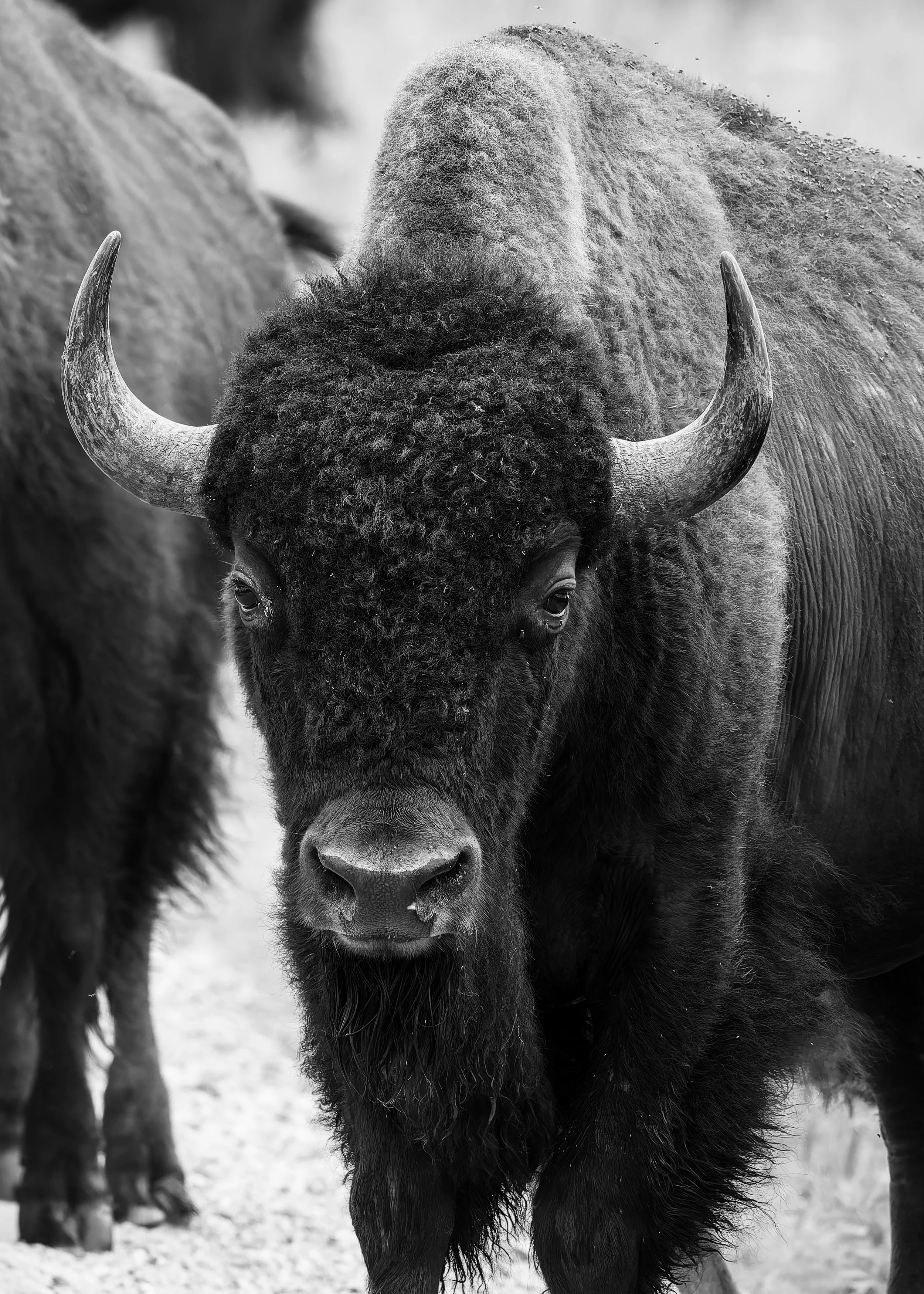 Buffalo Portrait_BW_2025.jpg