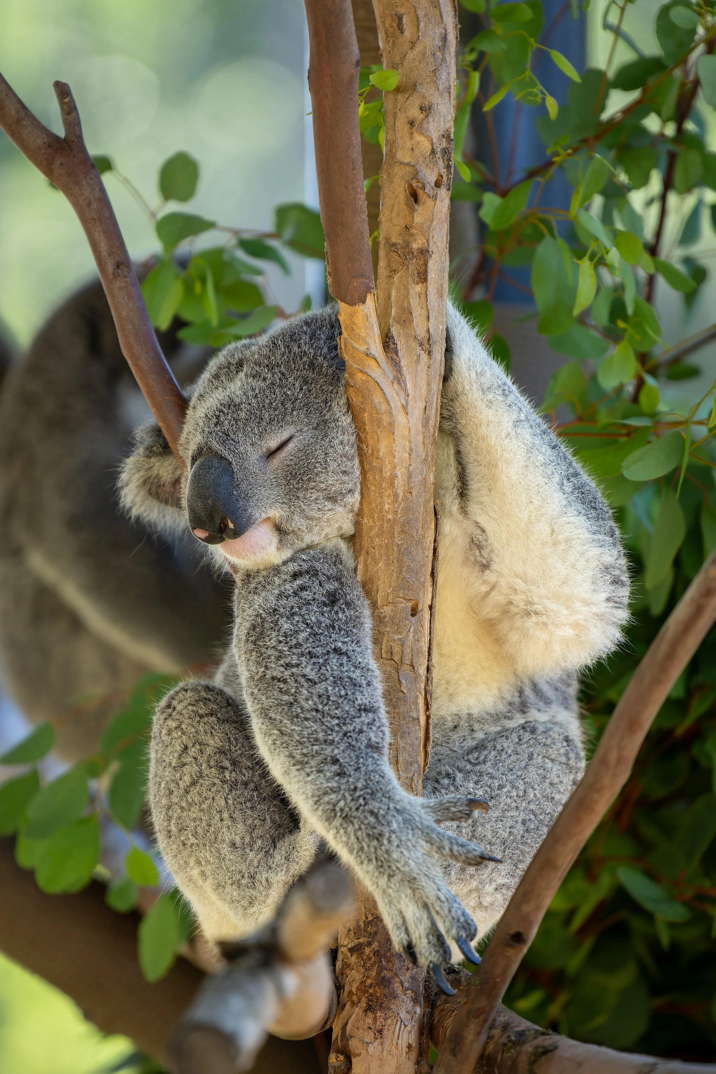 Koala_2023.jpg
