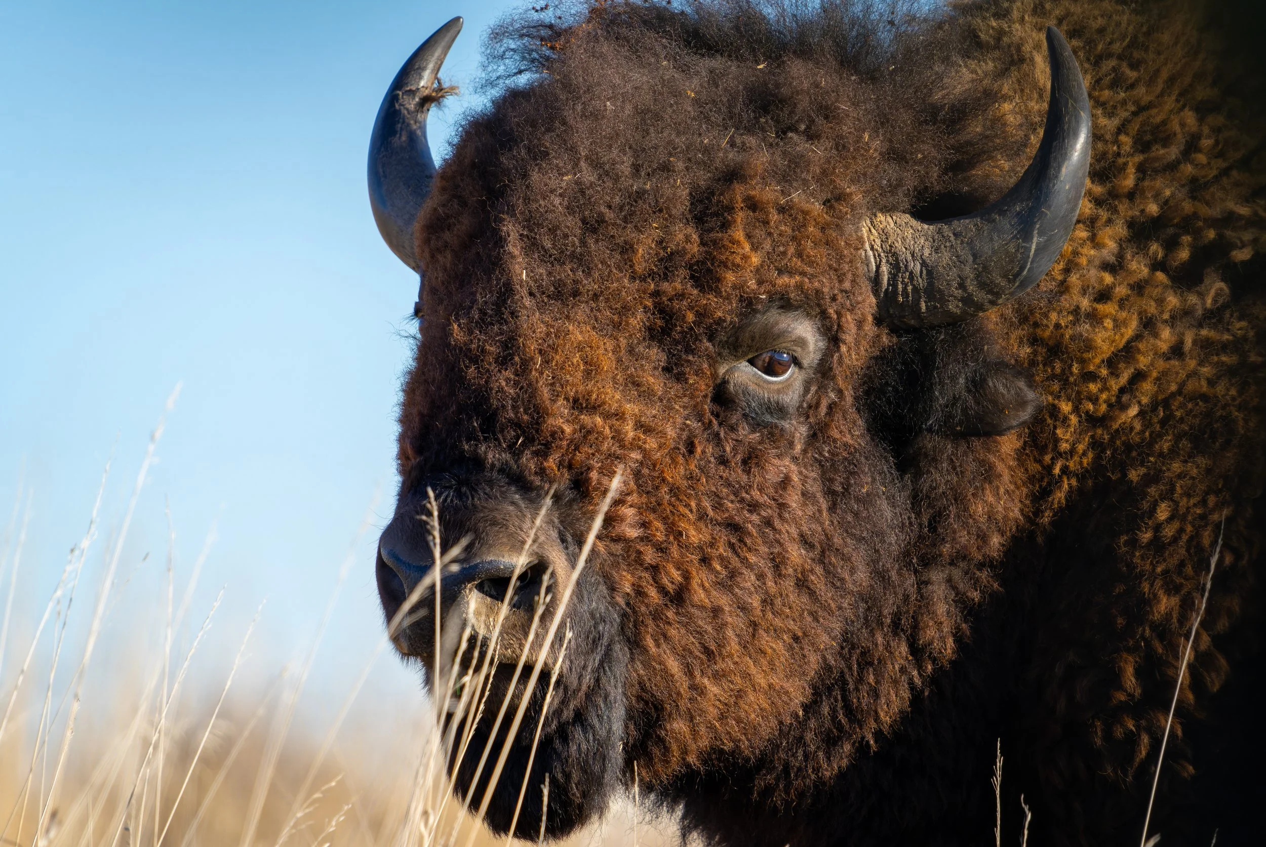 Buffalo Close Up_2023.jpg