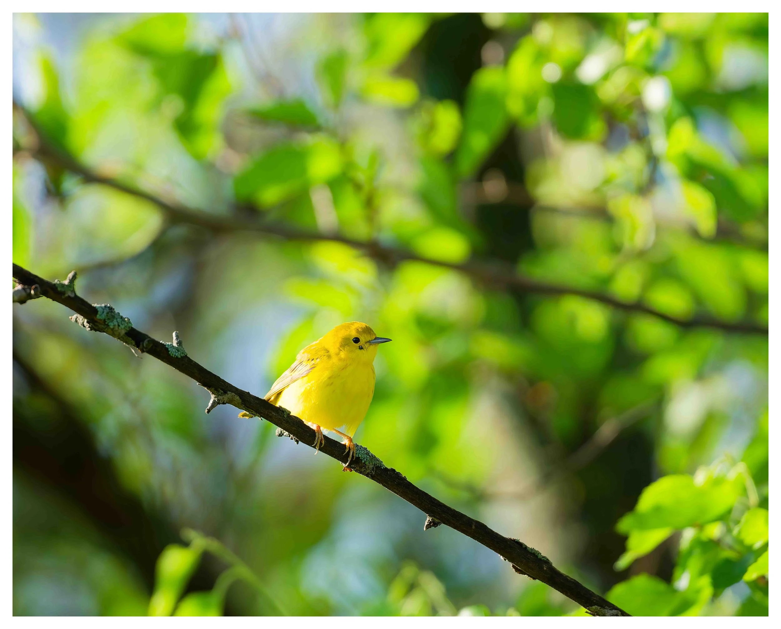 Yellow Wern_2026.jpg