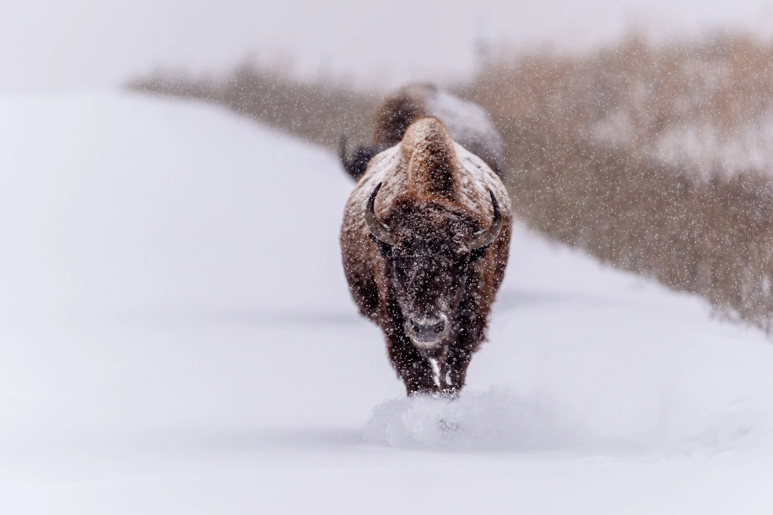 Buffalo in Snow_2025.jpg