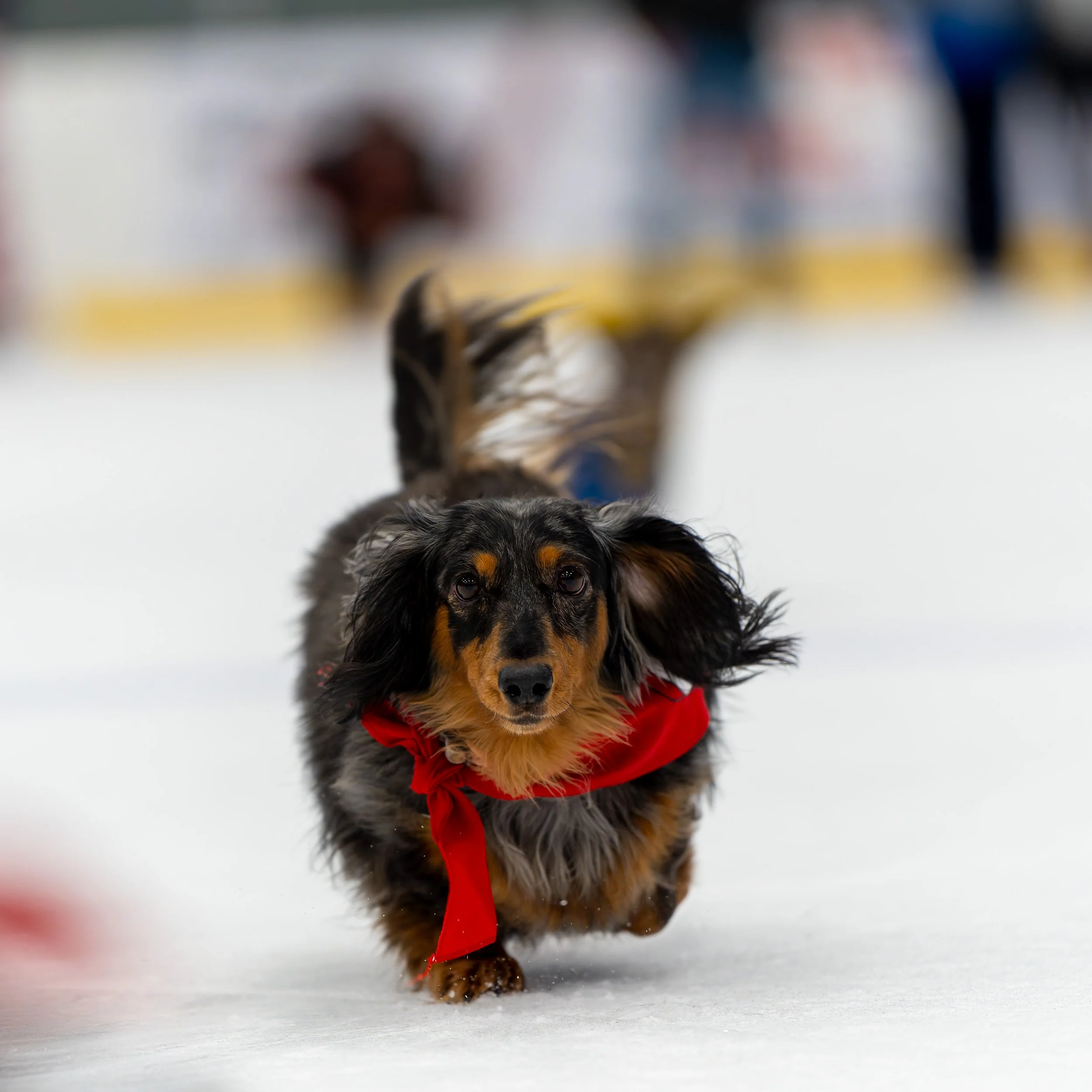 DoxieDash_2_2025.jpg
