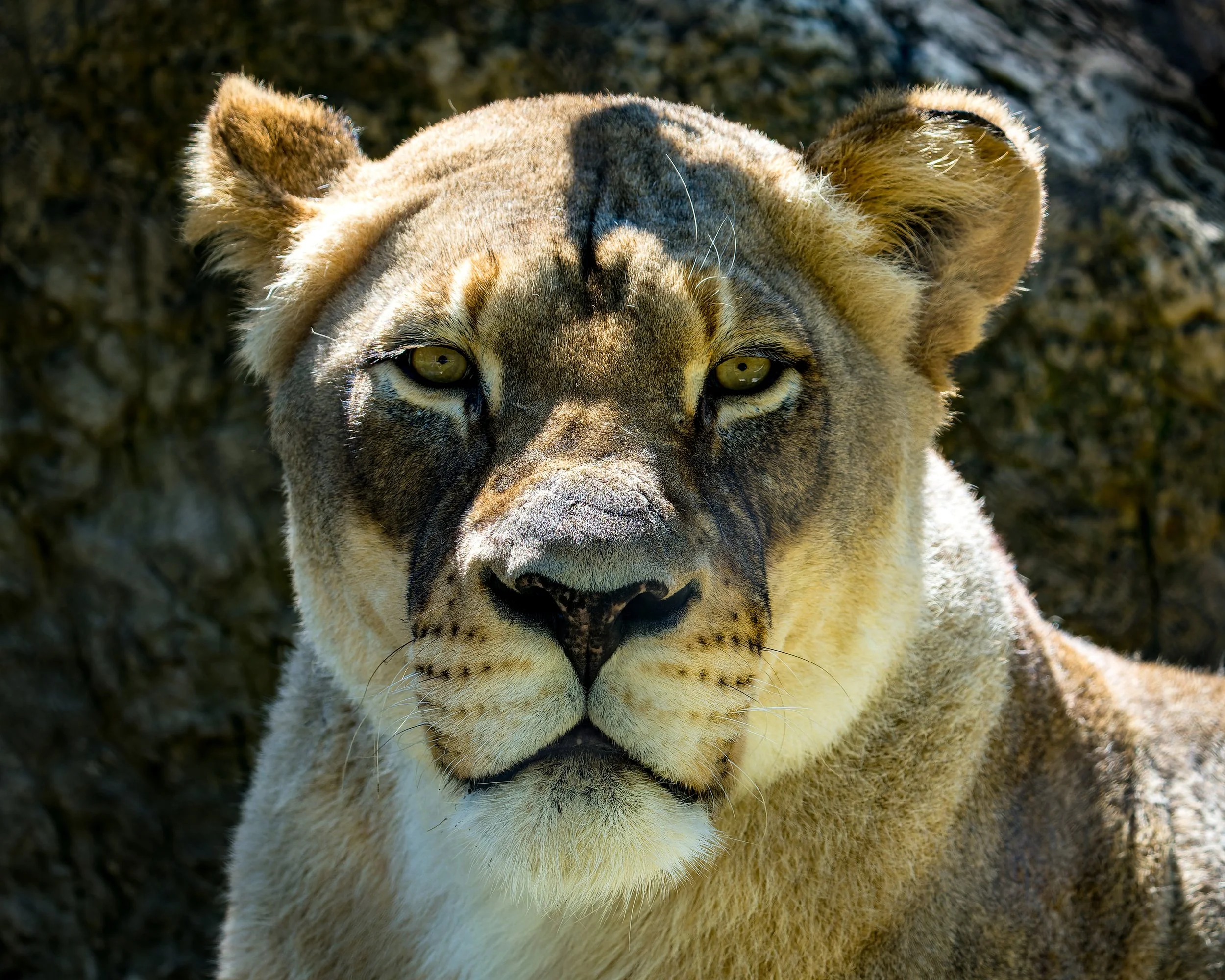 Lioness_2022.jpg