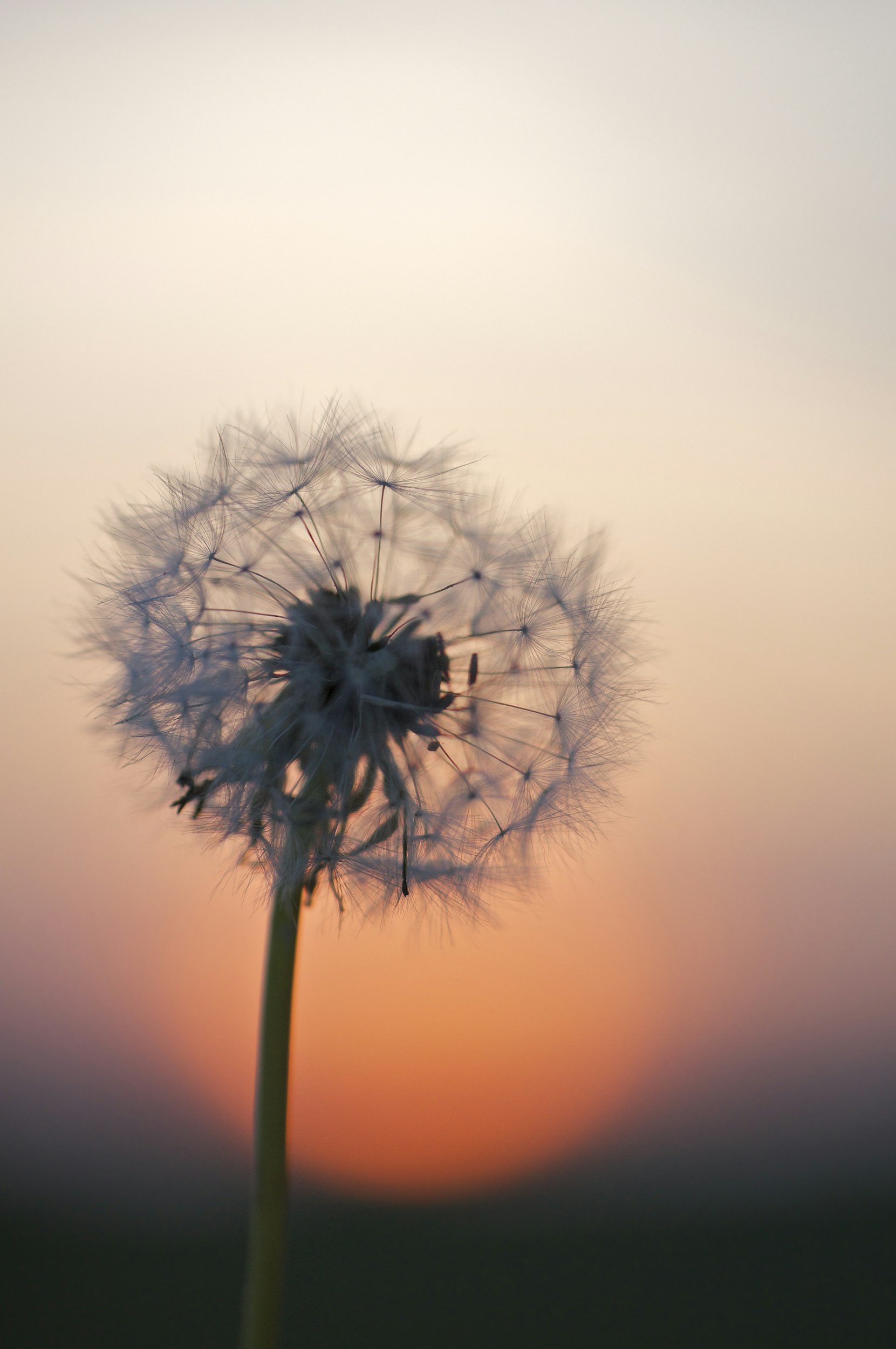 Close-up of a dandelion seed head against a blurred sunset background.