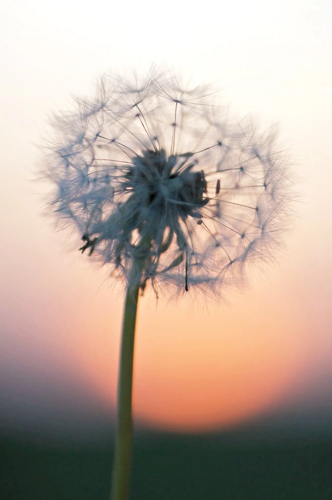 Close-up of a dandelion seed head against a soft gradient sunset background.