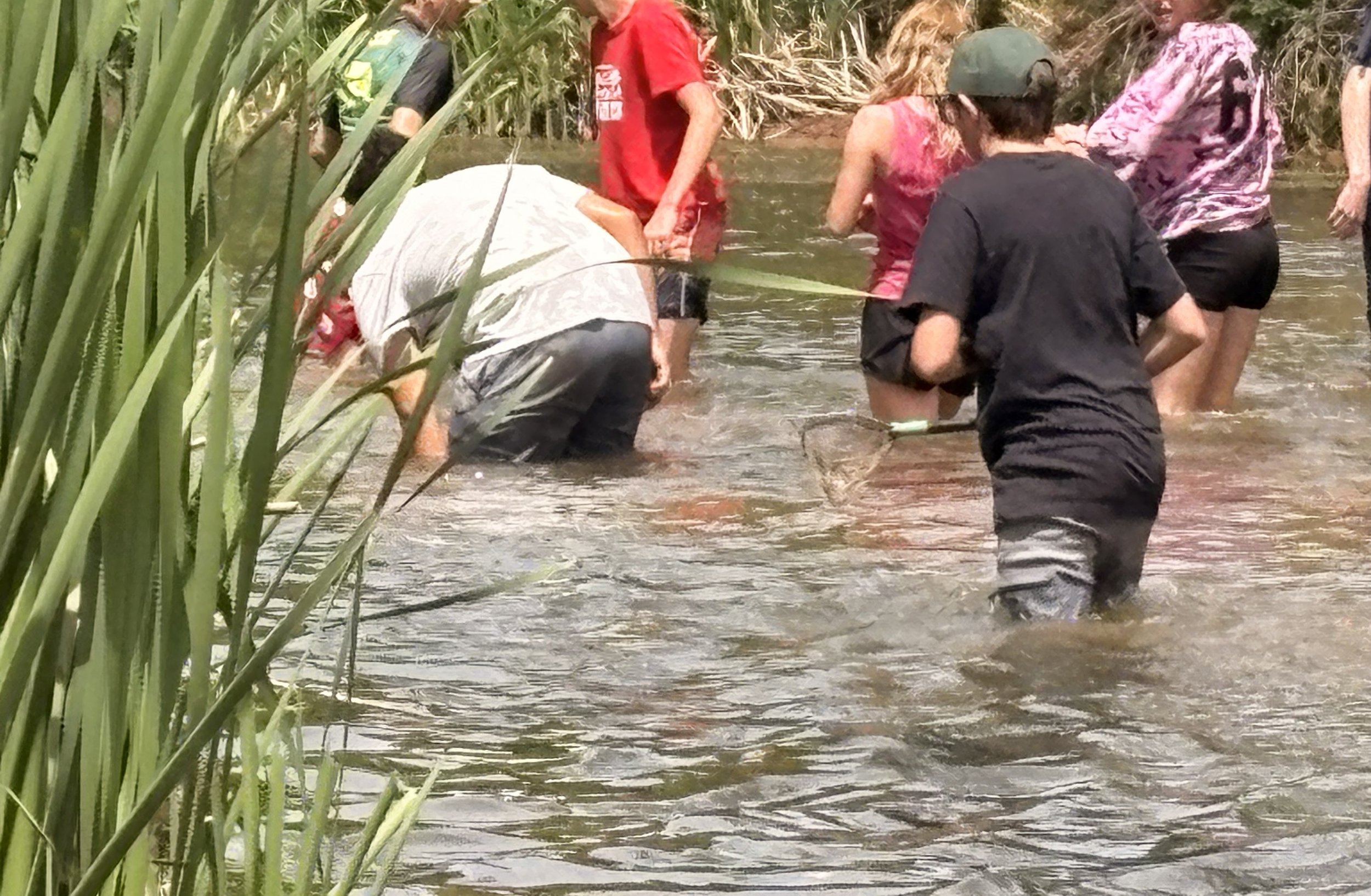 A group of people wading through a shallow river, some using nets, surrounded by tall green grass and reeds.