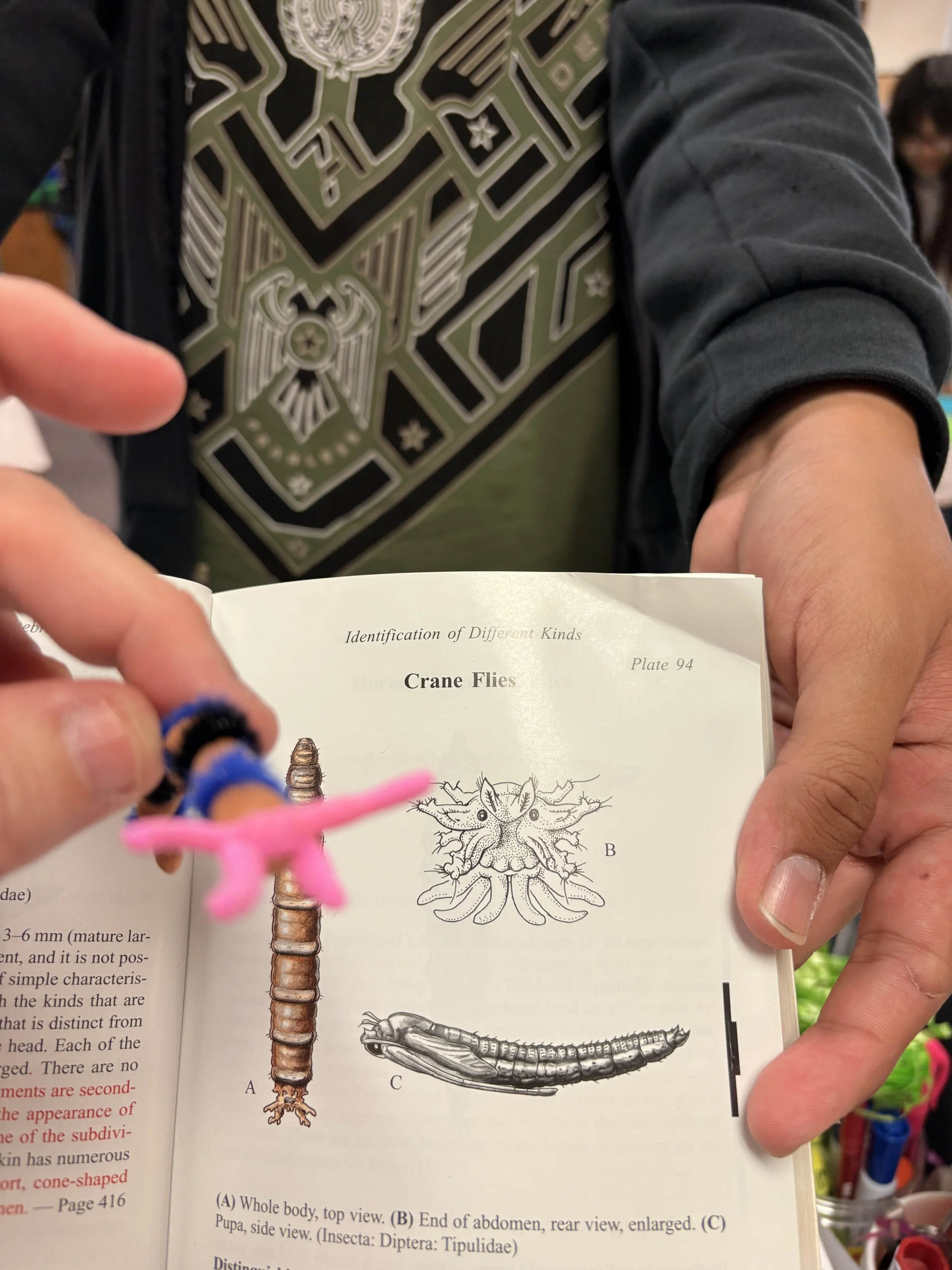 The image shows a person holding an open book with scientific illustrations of a crane fly, including a detailed drawing of its whole body, end of abdomen, and side view. The person is pointing at the book, which appears to be a scientific or educational publication about insects.