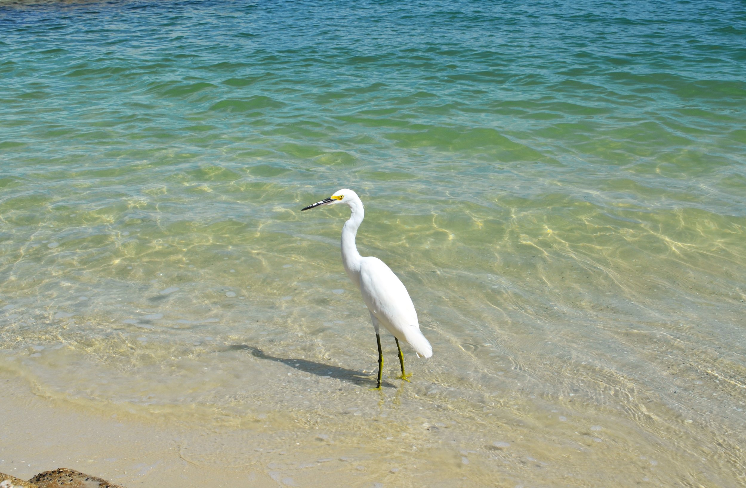 White bird Siesta Key