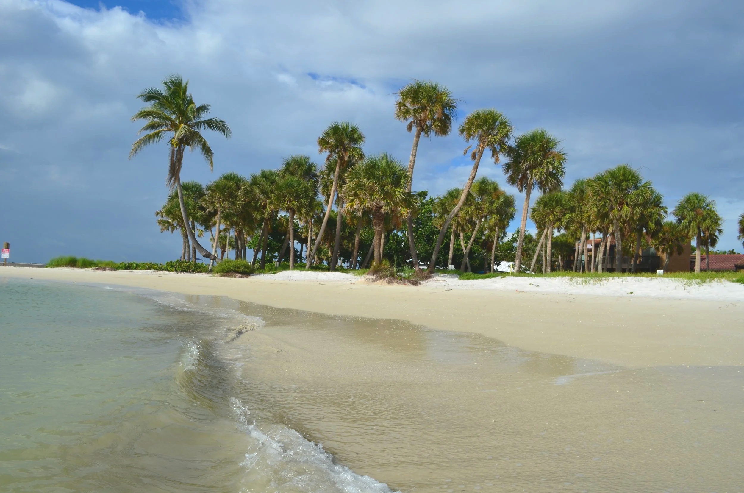 Palm Trees on Siesta Key
