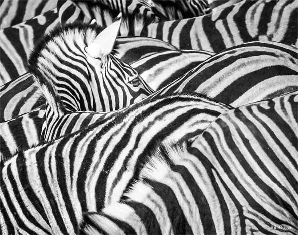 Close-up of a group of zebras resting together, showing their black and white striped coats.