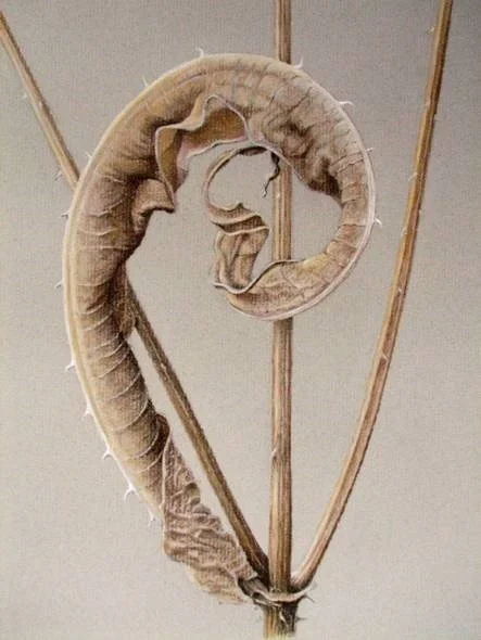 A dried, curled ram's horn mounted on a wooden frame against a plain wall.