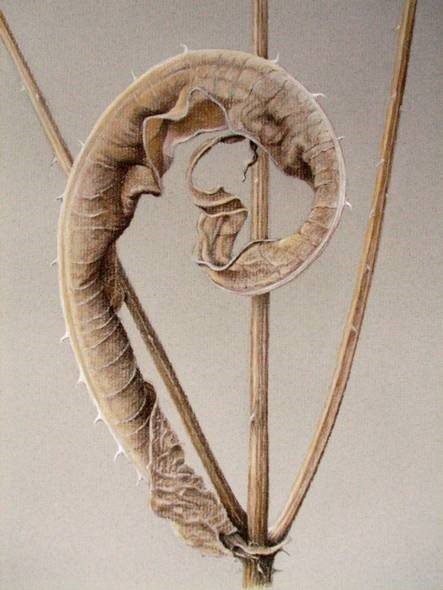 A dried seed pod or cone with a curled, twisted shape, mounted on wooden sticks for display.