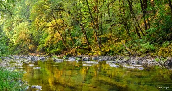 A peaceful river flowing through a lush green forest with trees on both sides.