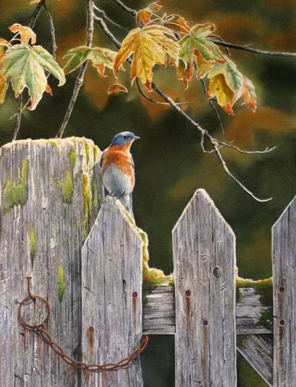 A robin perched on a weathered wooden fence post with autumn leaves hanging above.