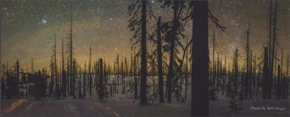Nighttime view of a snowy forest with tall, leafless trees and a starry sky in the background.
