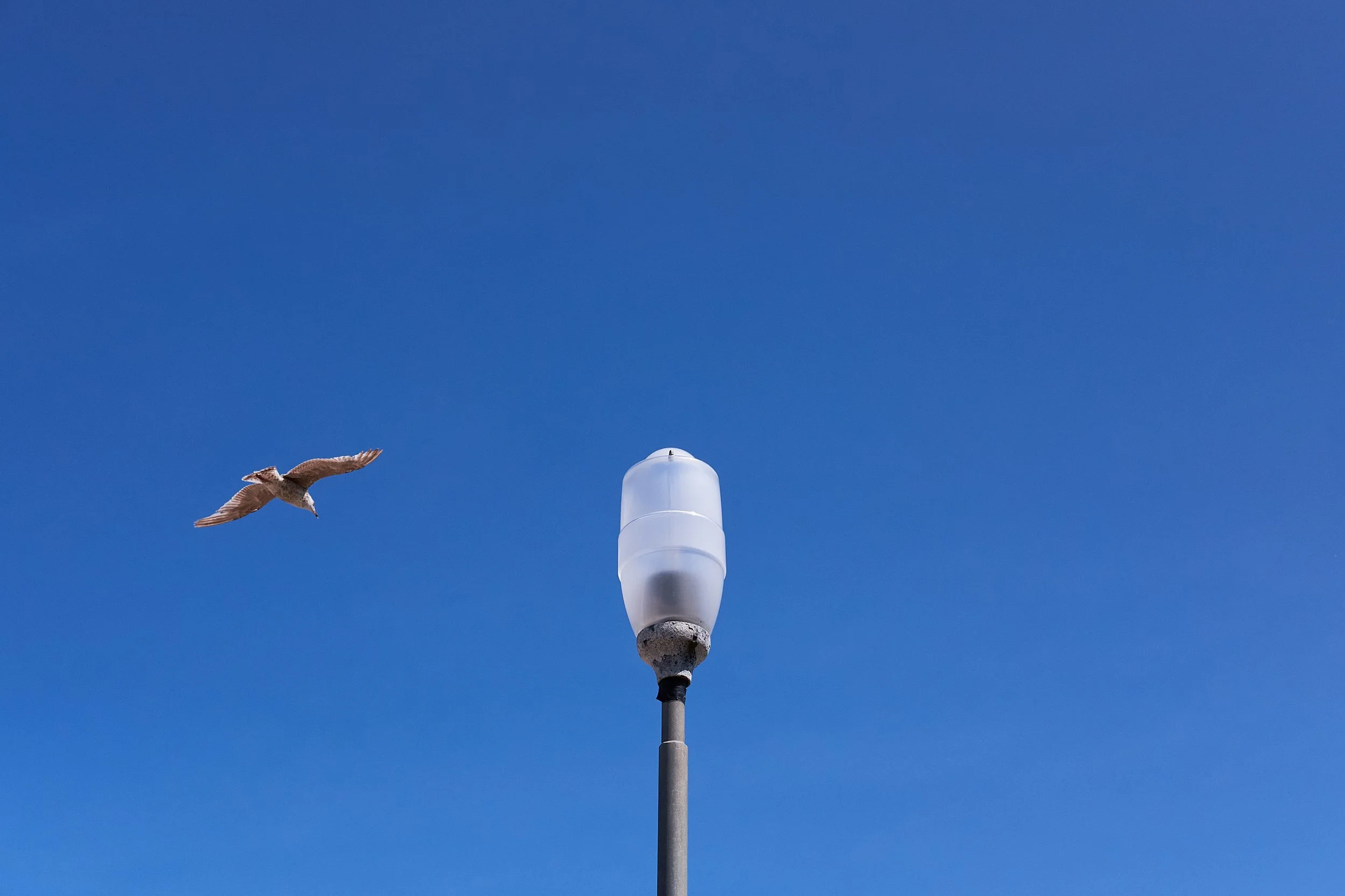 A seagull flying near a tall birdhouse or weather vane mounted on a pole, with a clear blue sky in the background.