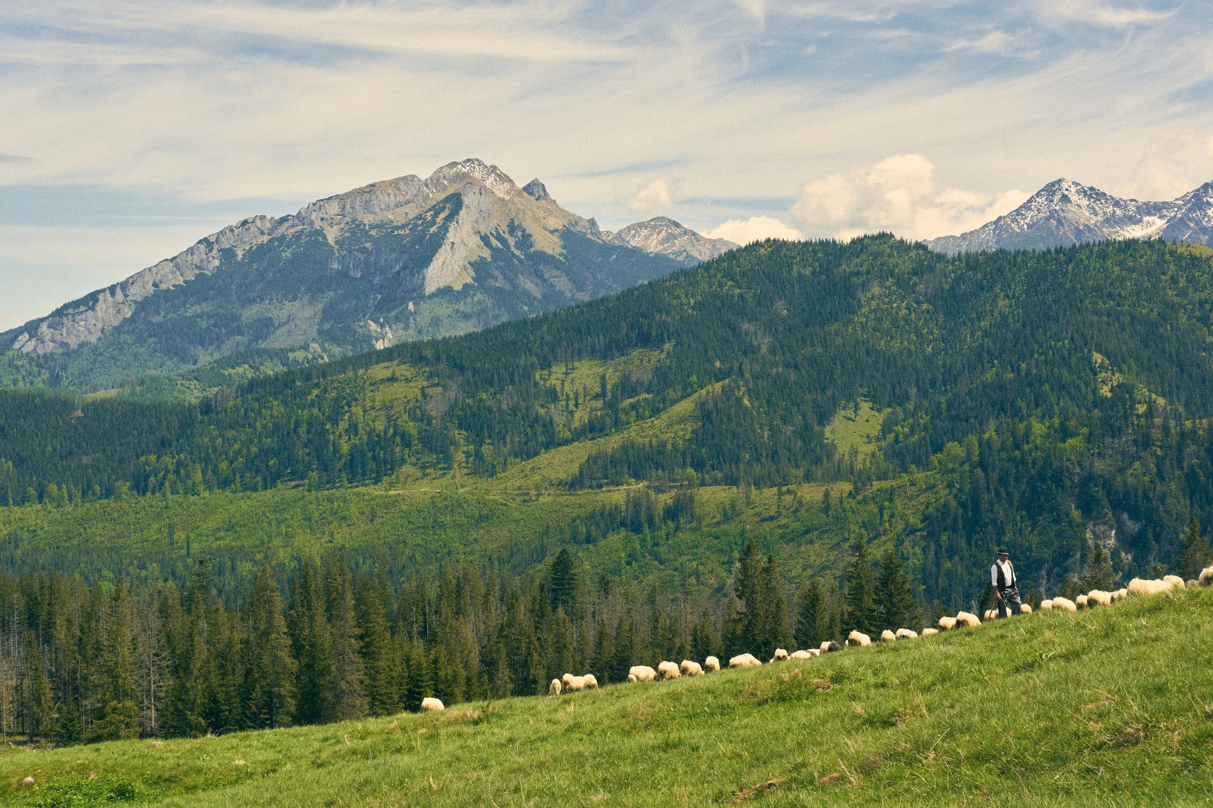 Scenic view of lush green hills, dense forest, mountains with snow-capped peaks, partly cloudy sky, and a person herding sheep in the foreground.