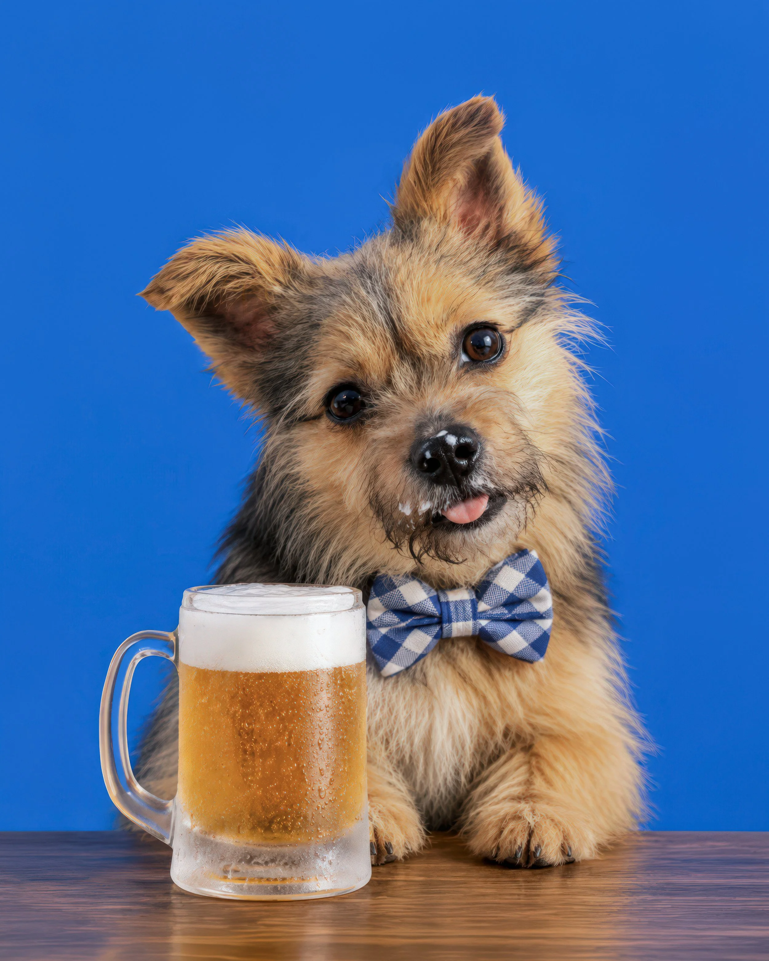 A small puppy with fluffy light brown fur and darker markings, wearing a blue and white checkered bow tie, sits on a wooden surface behind a frosty beer mug filled with beer and foam, against a solid blue background.