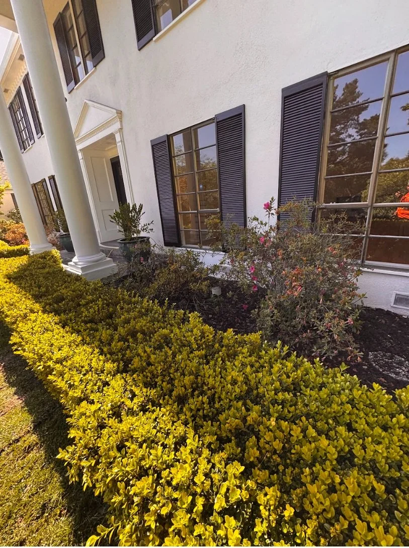 Exterior of a white building with black window shutters, columns, and lush yellow-green bushes in front.