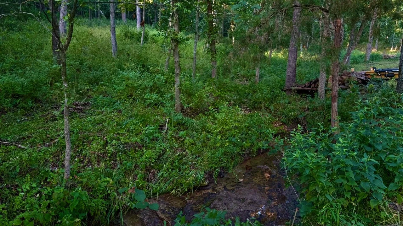 A forested area with numerous trees, green foliage, and a small stream running through the underbrush. In the background, there is some construction or woodpile activity on the right side.