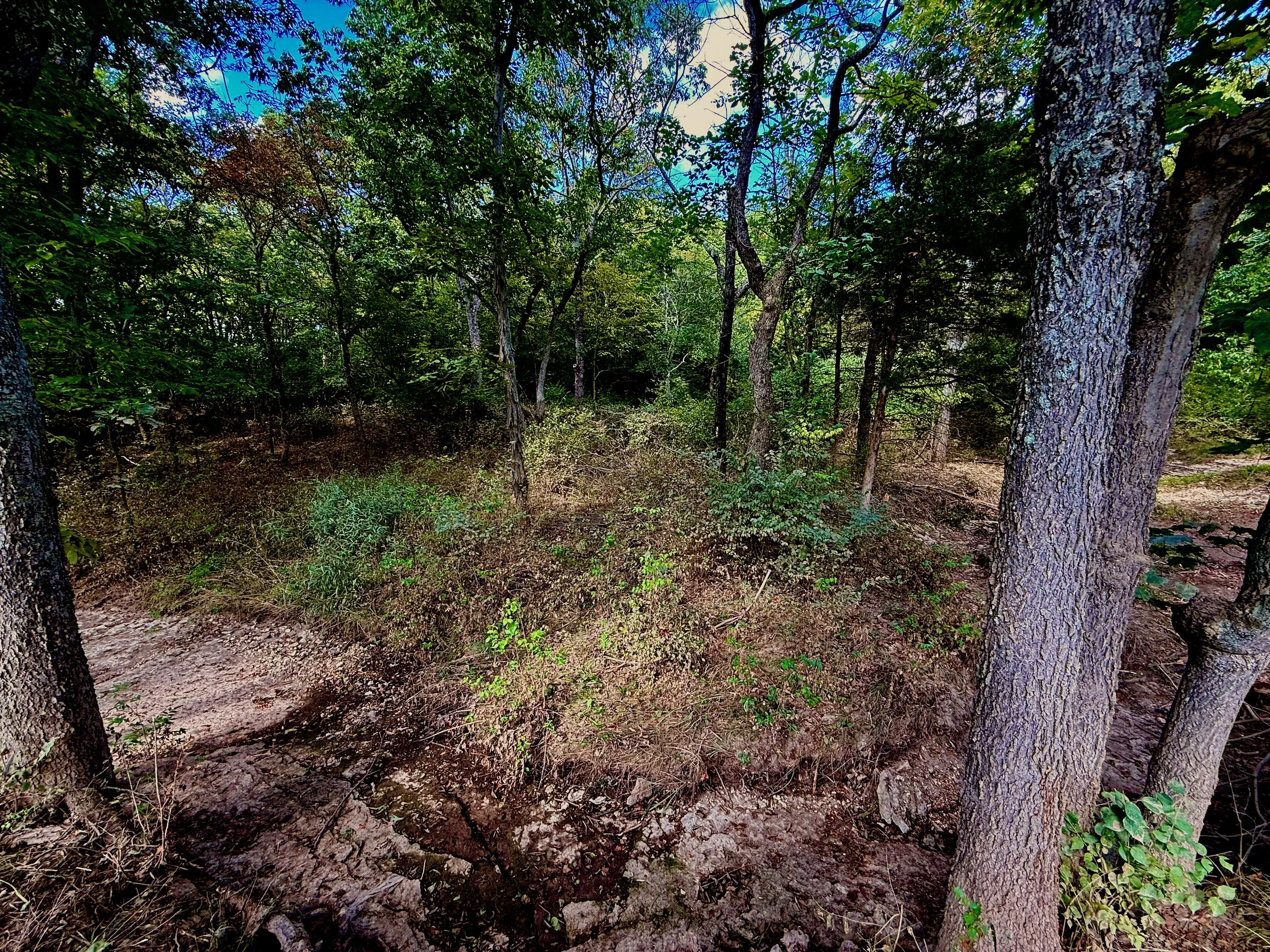 Forest trail with trees and bushes, dirt ground, under a partly cloudy sky.