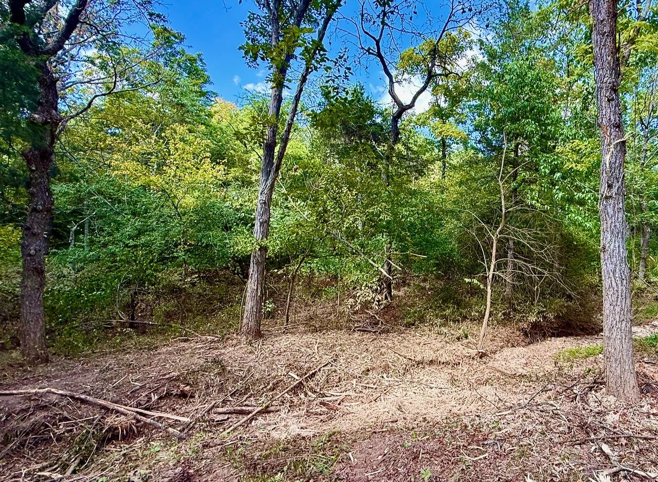 A forest clearing with a dirt ground, fallen branches, and trees with green leaves under a blue sky with some clouds.