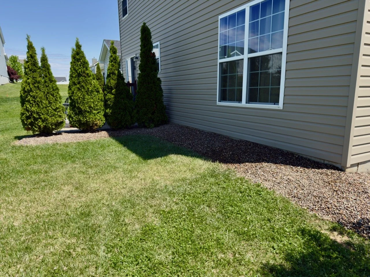 A backyard with a lawn, a row of tall evergreen shrubs, and a house with beige siding and double-pane window