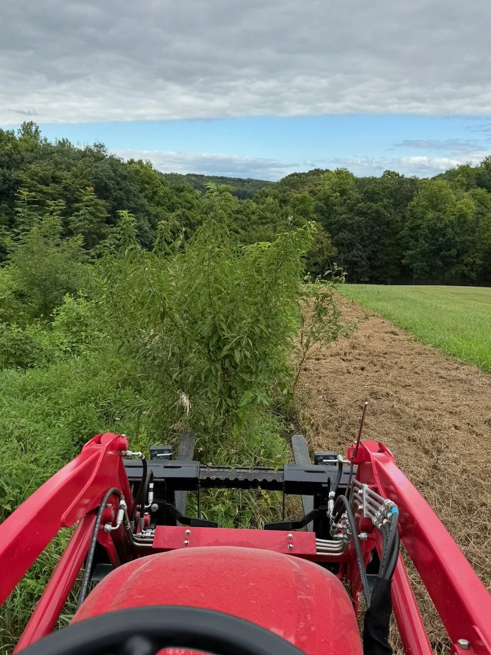 Photo from the operator's perspective on a red tractor, showing the tractor's front loader attachment with hydraulic lines, as it clears a small tree or bush from a field with green grass and trees in the background under a cloudy sky.