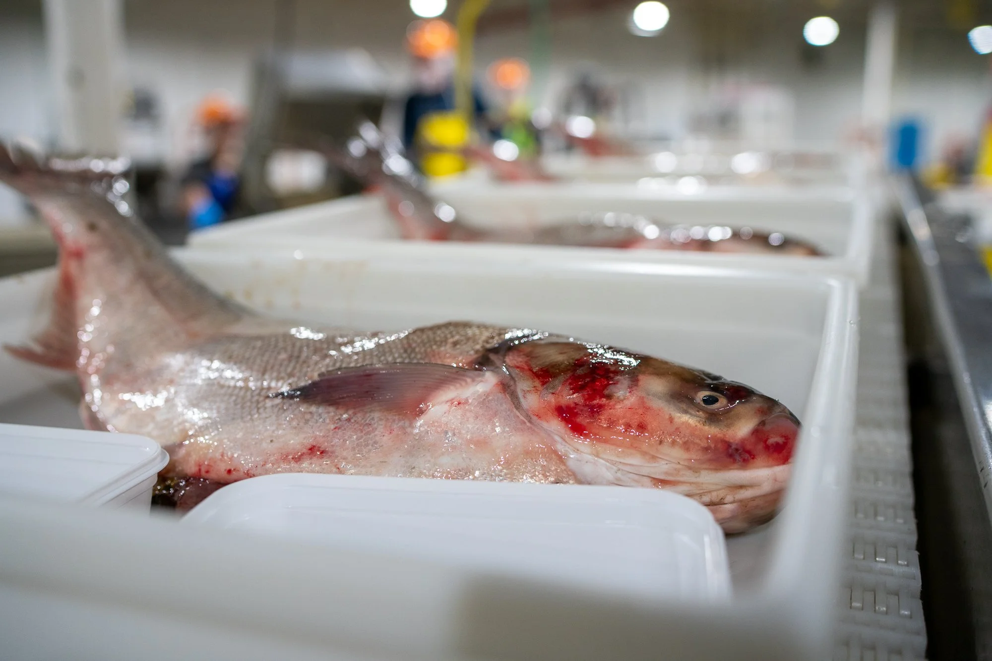 Impact Fisheries-384.jpg