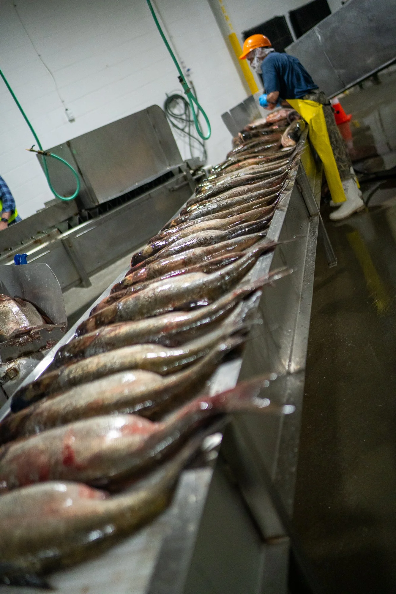 Impact Fisheries-282.jpg