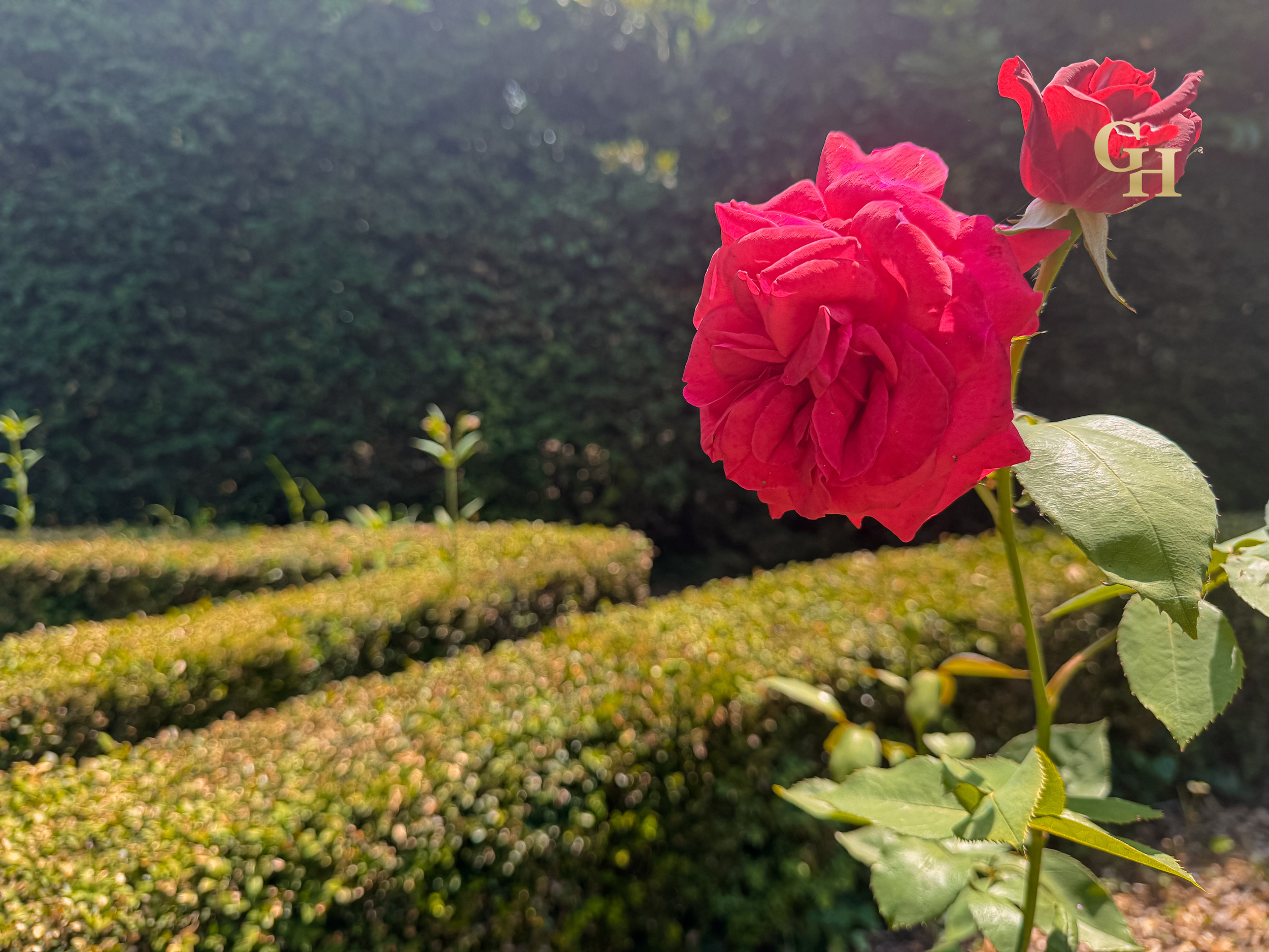 Close-up of a pink rose in a garden with sunlight behind it, surrounded by green leaves and blurred greenery in the background.